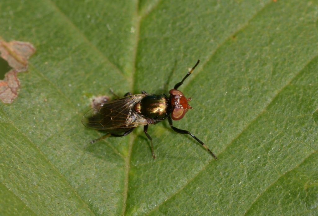 Agromyzidae ?  No, Ulididae: Physiphora alceae